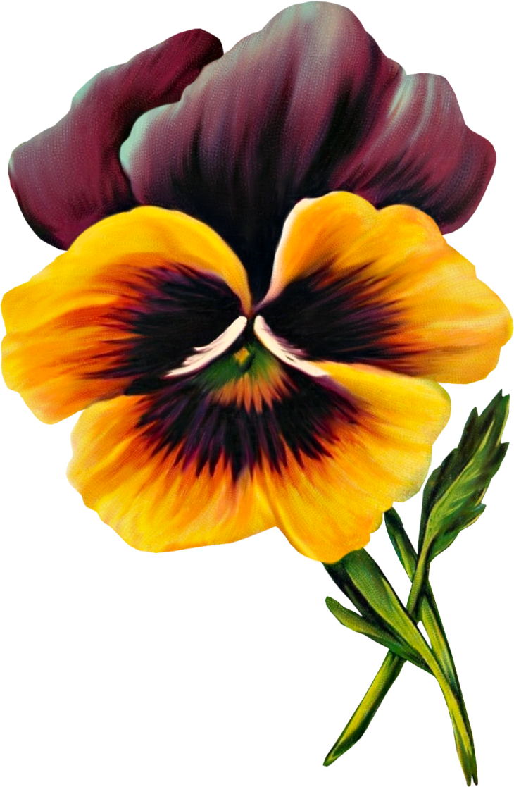 Clipart At Getdrawings - Pansy - Png Download (730x1117), Png Download.