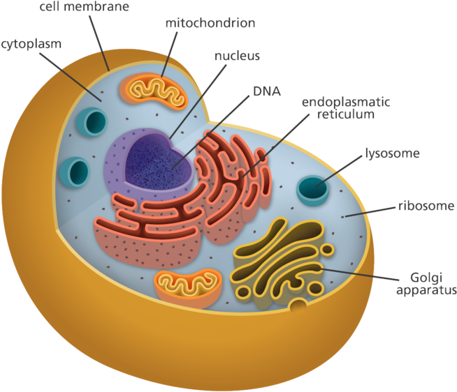 All Of My Organelles Including The Cytoplasm, Mitochondria, - Organelles Biology Clipart (654x562), Png Download