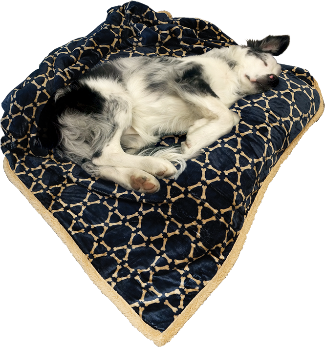 Arlee Pet Products Folded Two Layer Hexabone Midnight - Companion Dog Clipart (800x800), Png Download