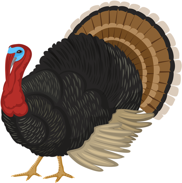 Turkey Png Clipart - Domesticated Turkey Transparent Png (596x600), Png Download