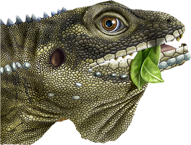 Some Of Their Musical Imagery Includes Reptiles And - Green Iguana Clipart (1700x500), Png Download