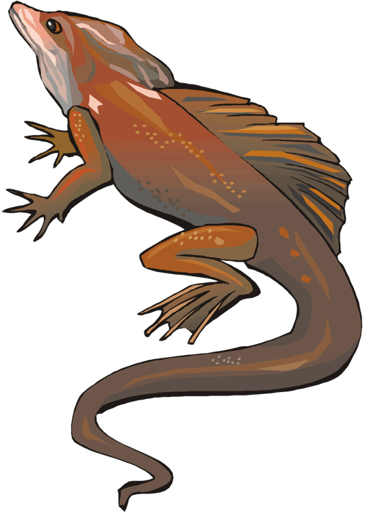 Lizard Clipart - Eastern Newt - Png Download (533x750), Png Download