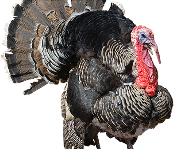 Turkey Bird Png Transparent Images - Turkey Transparent Background Clipart (640x480), Png Download