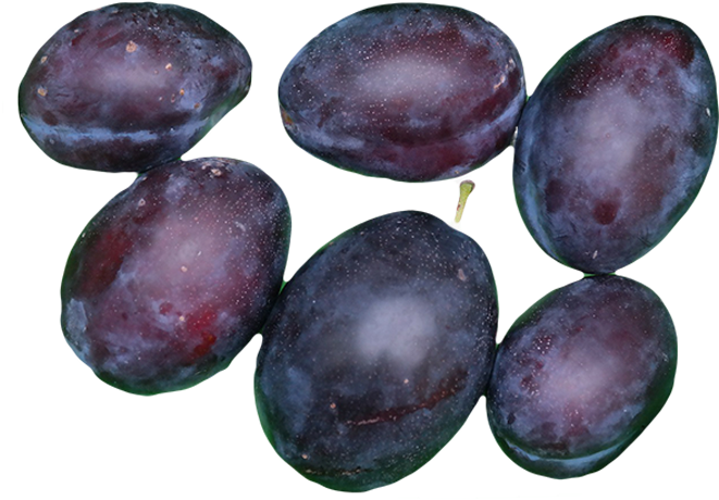 Three Types Of Plum Are Commonly Grown In Utah - Varieties Of Plums Clipart (700x600), Png Download