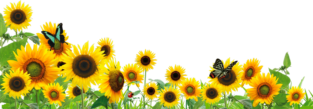 #ftestickers #flowers #sunflowers #butterfly #border - Sunflower Butterfly Border Clipart - Png Download (1024x357), Png Download