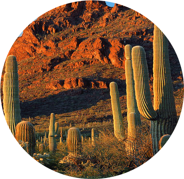 Zack Richards Conservation - Hedgehog Cactus Clipart (625x610), Png Download
