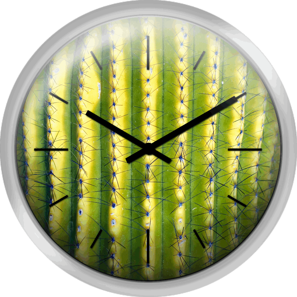 Green Saguaro Cactus - Circle Clipart (992x992), Png Download