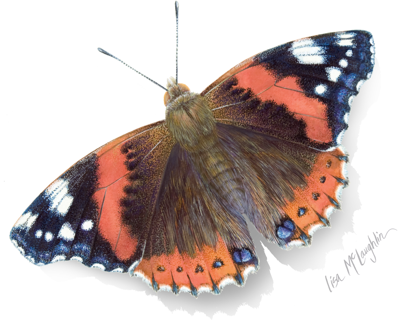 Eye To Eye With A Butterfly - Vanessa Atalanta Clipart (1500x1116), Png Download