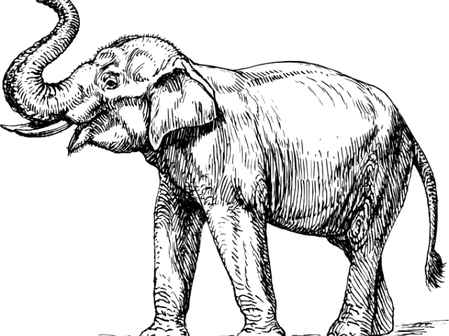 Asian Elephant Clipart Black And White - Elephant Trunk Up Drawing - Png Download (640x480), Png Download