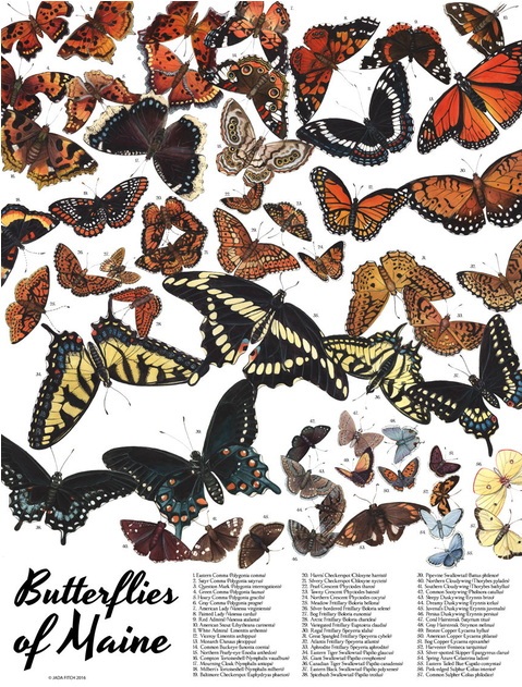 Butterflies - Maine Clipart (630x630), Png Download