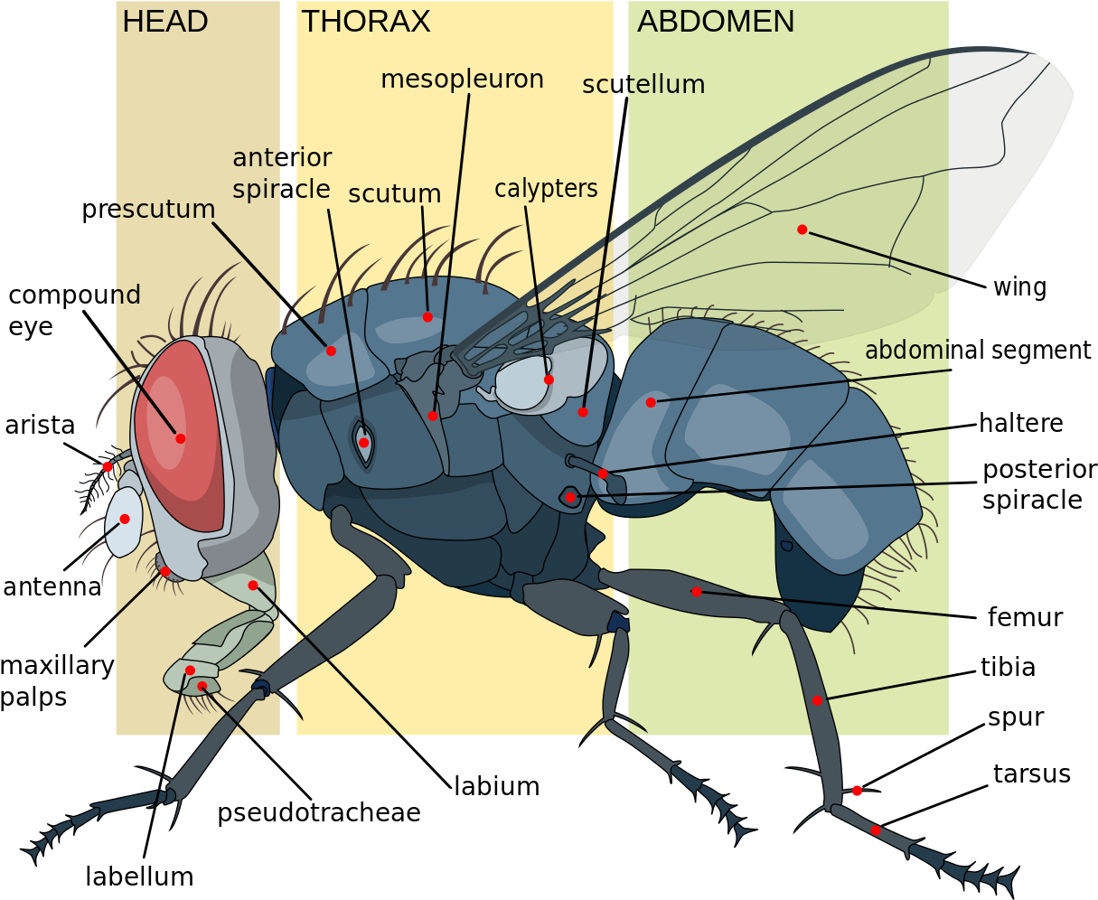 Housefly Anatomy Key En - Fly Anatomy Clipart (1226x1024), Png Download
