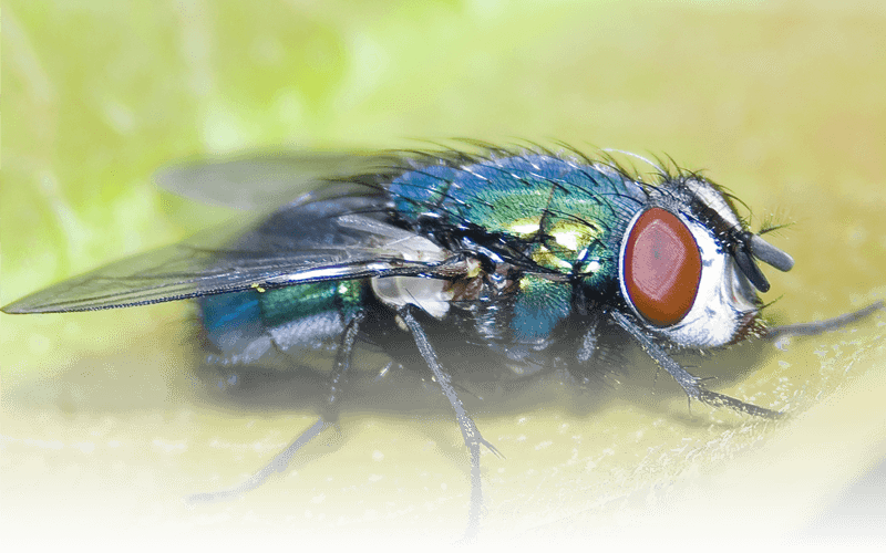 Fly Control - House Fly Clipart (800x500), Png Download