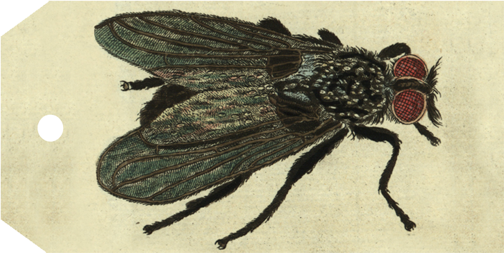 Net-winged Insects Clipart (800x800), Png Download