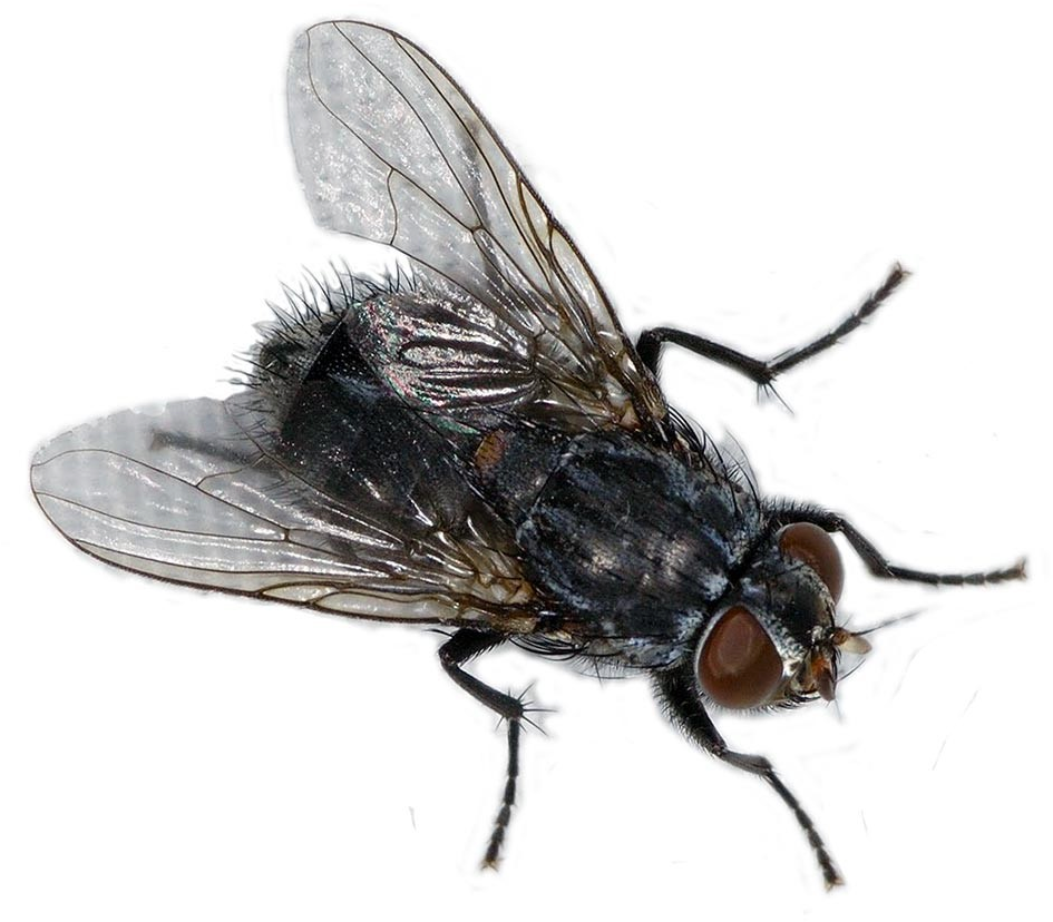 Facts, Identification & Control - Transparent Png Fly Png Clipart (1000x869), Png Download