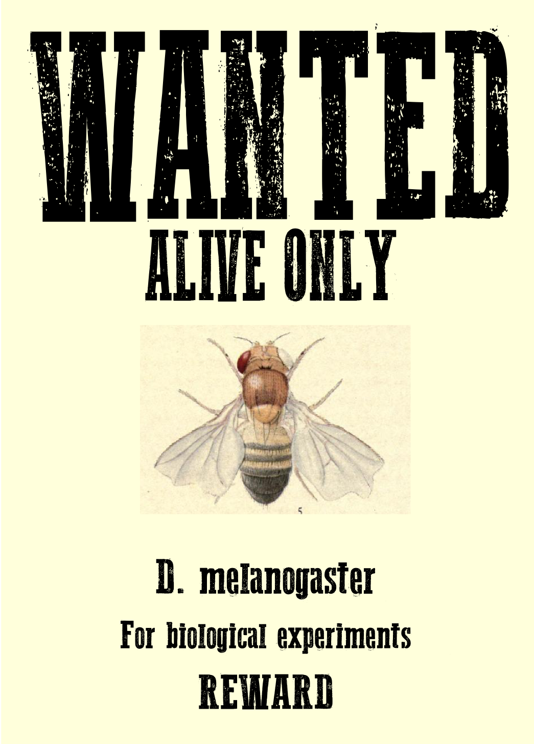 Hoverfly Clipart (1045x1455), Png Download