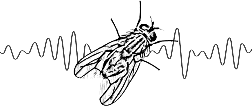 भिमणाट - Net-winged Insects Clipart (869x434), Png Download