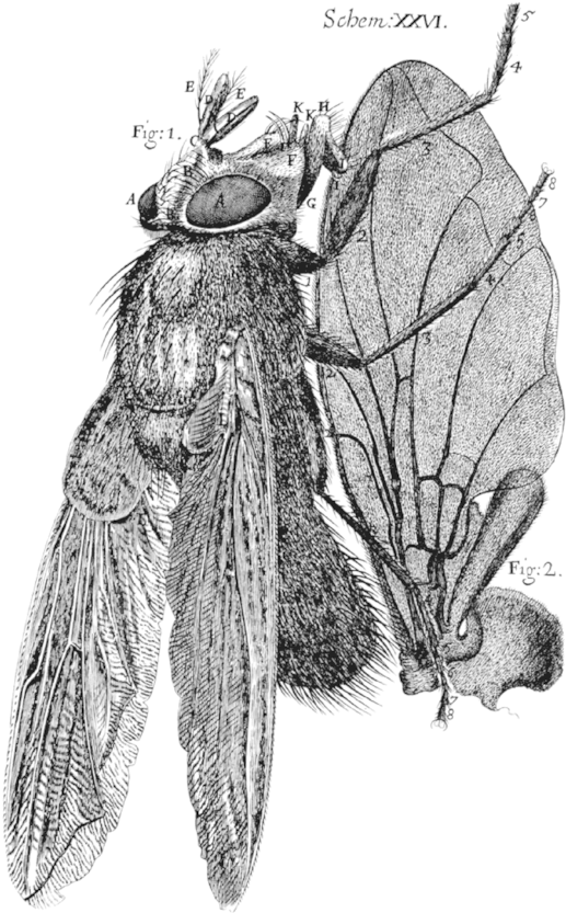 Or Some Physiological Descriptions Of Minute Bodies - Robert Hooke Micrographia Fly Clipart (550x854), Png Download