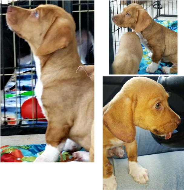 Daschund German Shepherd Mix - Labrador Retriever Clipart (640x640), Png Download