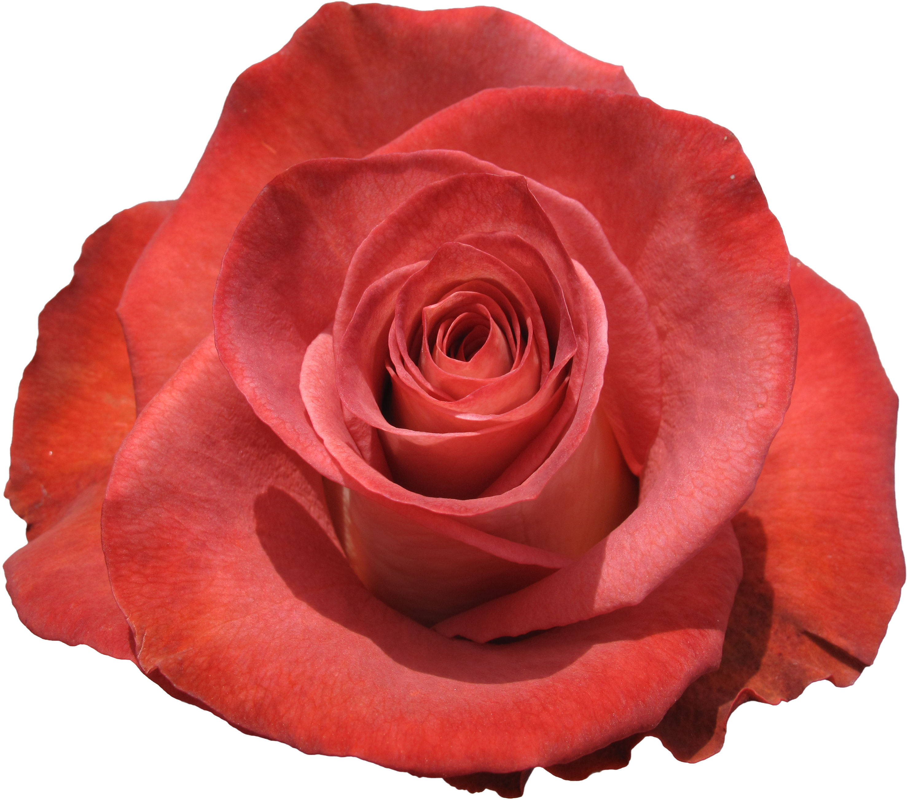 Rose Leonidas - Floribunda Clipart (3728x2796), Png Download