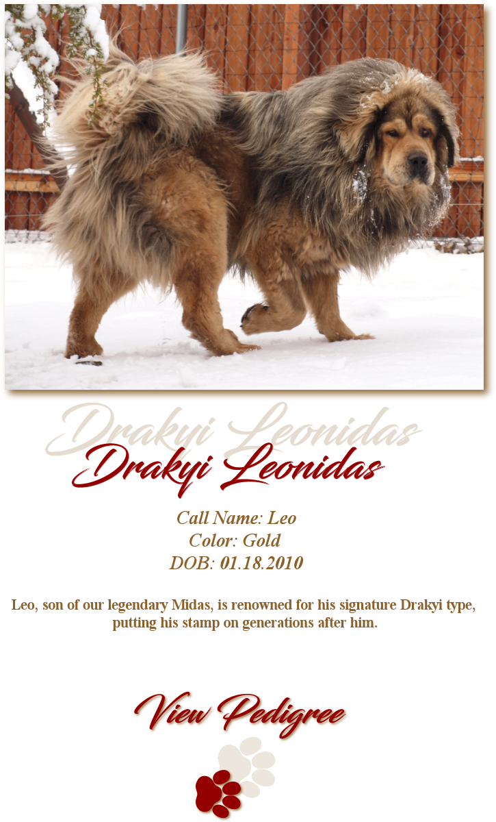 About Us - Masai Lion Clipart (1093x1316), Png Download