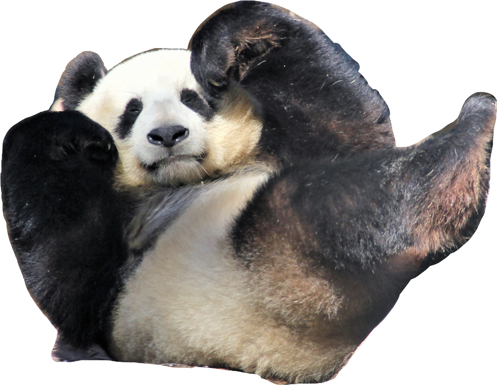 Hello My Name Is Panda - Pandas Licking Copper And Iron Clipart (1024x793), Png Download