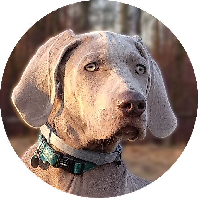 Nasze Suki - Weimaraner Clipart (676x676), Png Download