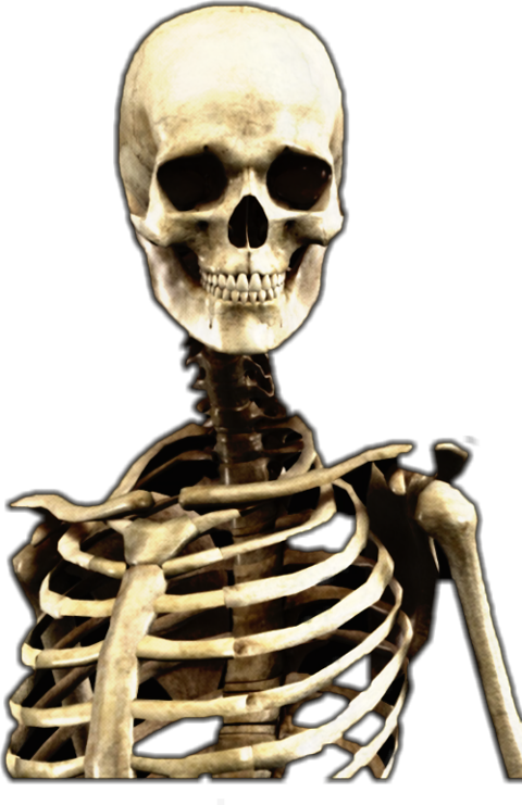 Skeleton Clipart (480x741), Png Download