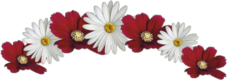 #flower #crown #red #white #jhyuri - Red And White Flower Crown Transparent Clipart (1024x461), Png Download