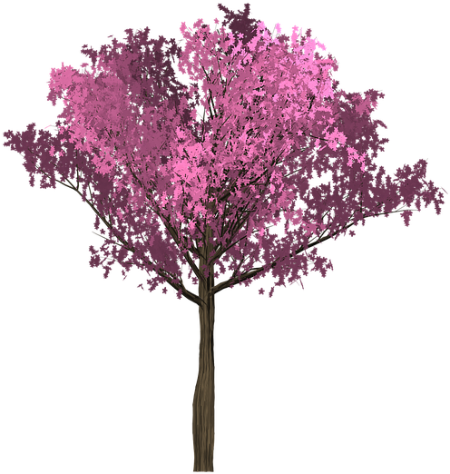 Cherry Pink Tree Painted Tree Purple - Arbol Rosado Png Clipart (720x720), Png Download