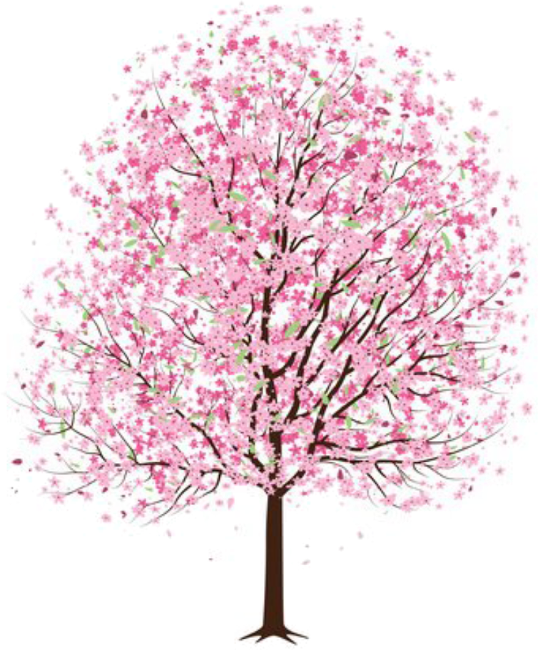 #tree #flower #flowers #pink #pinktree #pinkflower - Japanese Cherry Blossom Tree Drawing Clipart (754x911), Png Download