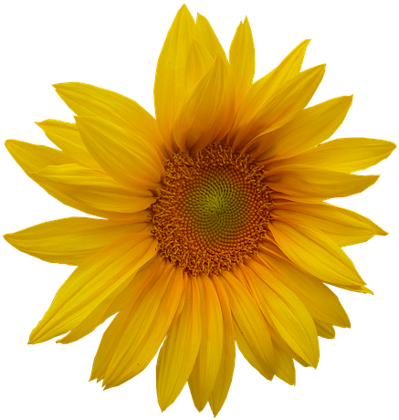 Clipart Yellow Flower Head - Png Download (540x720), Png Download