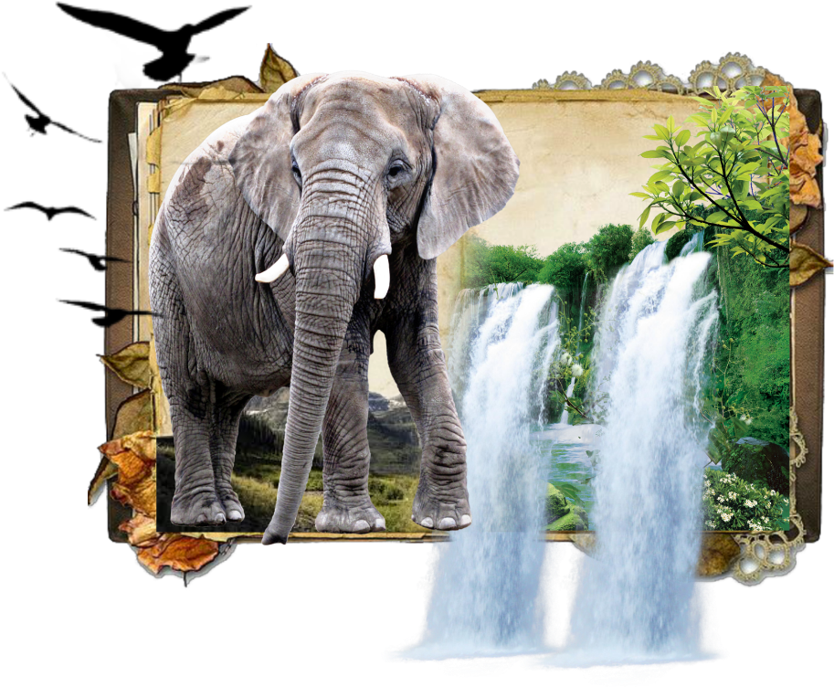 #elephant #jungle #book #dk925 #dk925designs - Indian Elephant Clipart (1024x1024), Png Download