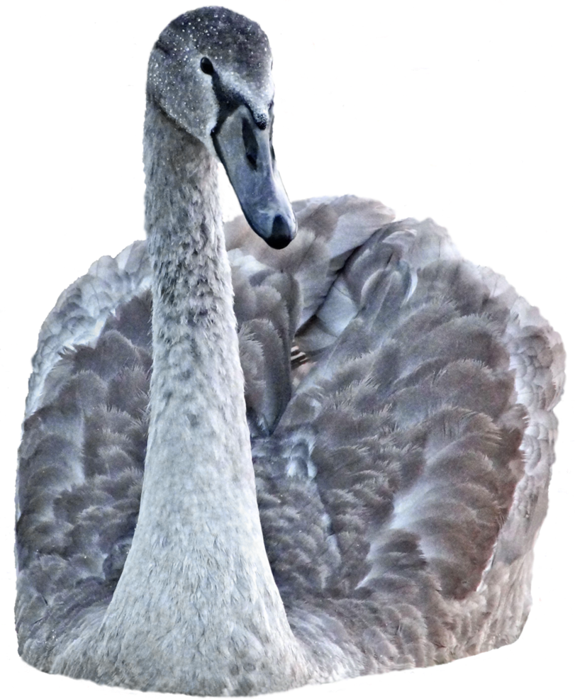 Download Swan Png Transparent Images Transparent Backgrounds - Black Swan Clipart (811x986), Png Download