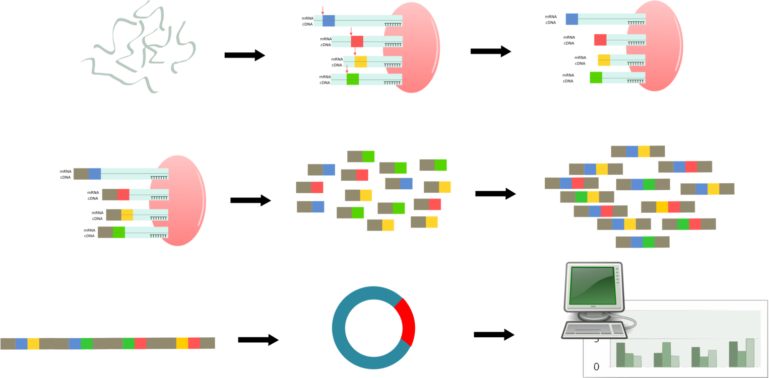 Serial Analysis Of Gene Expression Computer Icons Regulation - Gene Expression Clipart - Png Download (1579x750), Png Download