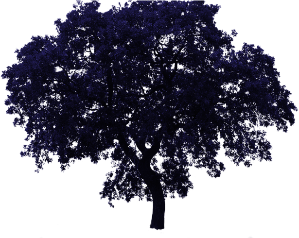Tree Bg , 2017 12 29 - Png Trees Transparent Background Clipart (1140x500), Png Download