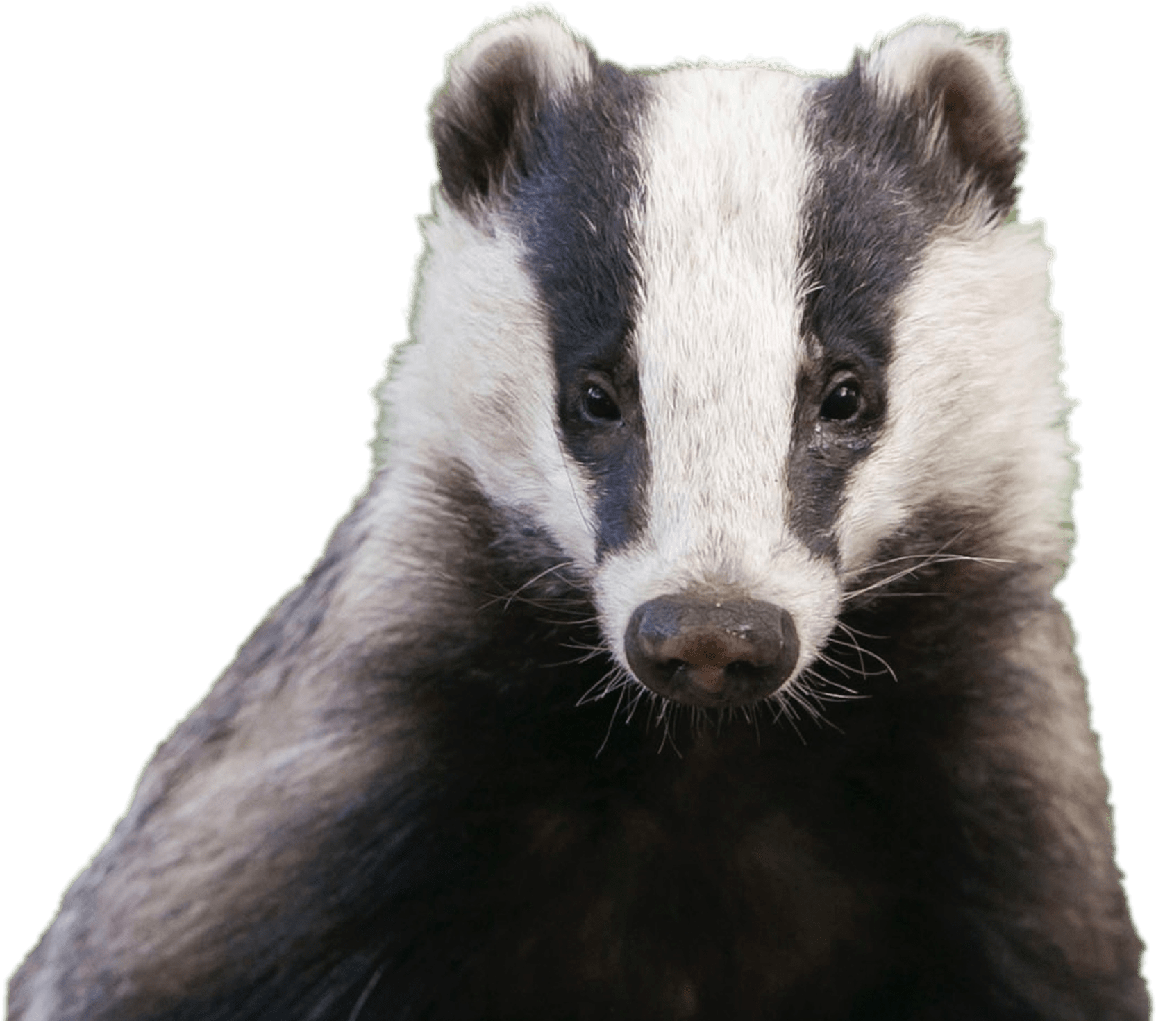 Badger Head - Uk Badger Clipart (1728x1495), Png Download