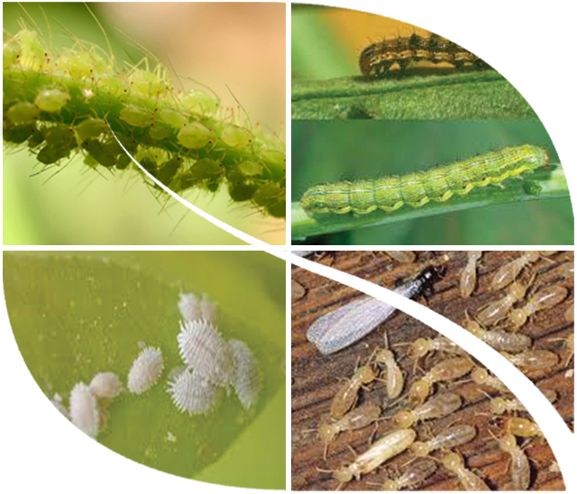 Meta-curb - White Ants Termites Clipart (640x548), Png Download