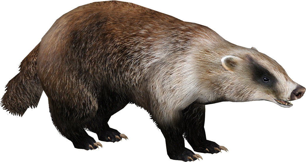 Download Badgerjapanese Eryel Zt - Badger Png Clipart (1035x549), Png Download