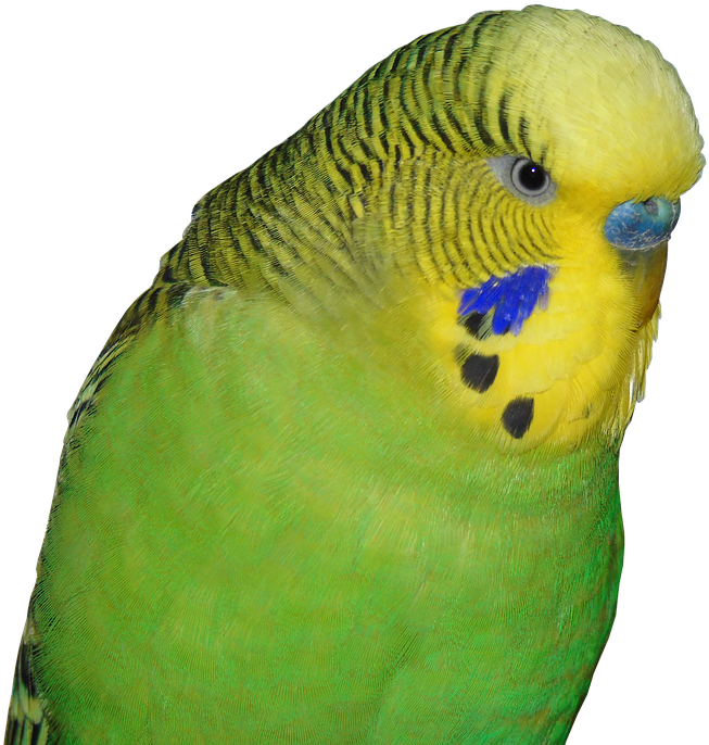 Budgie Png Clipart (722x720), Png Download