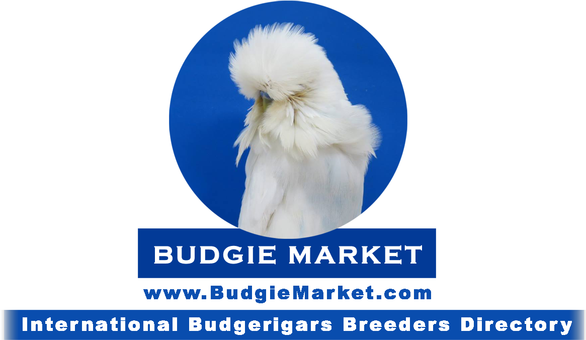 Egypt's 1st National Budgerigars Championship 2017 - Poster Clipart (1166x794), Png Download