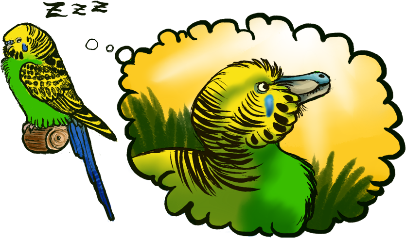 Bandits Never Owned Budgies - Budgie Velociraptor Clipart (900x528), Png Download