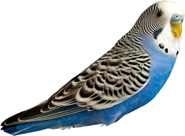 Breeders - Budgie Clipart (675x511), Png Download