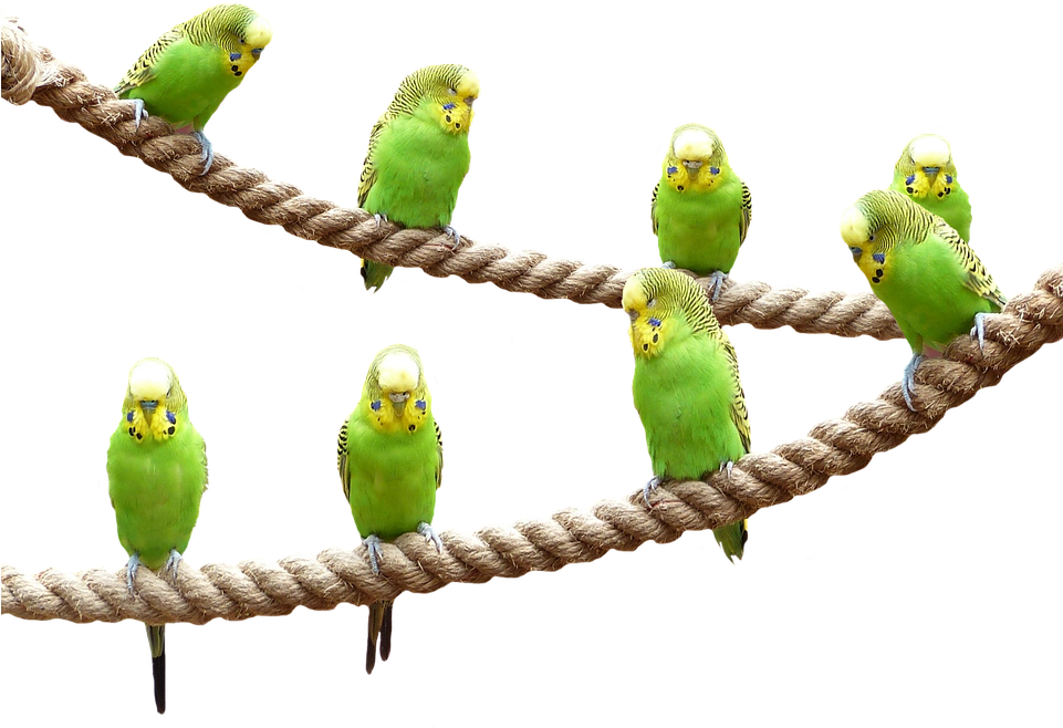 Wellensttiche, Birds, Nature, Parakeet, Animal World - Transparent Parakeet Clipart (961x658), Png Download