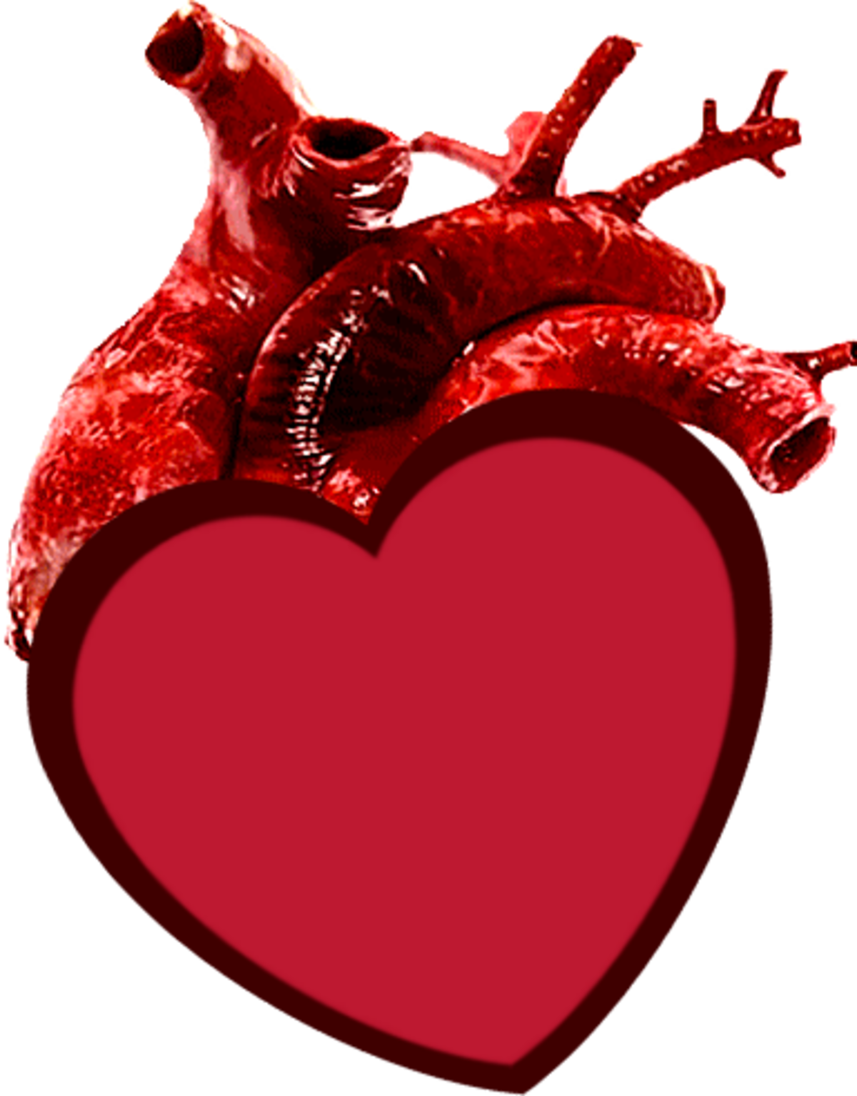 Rapid Heart Beat Gif Clipart (1200x1534), Png Download