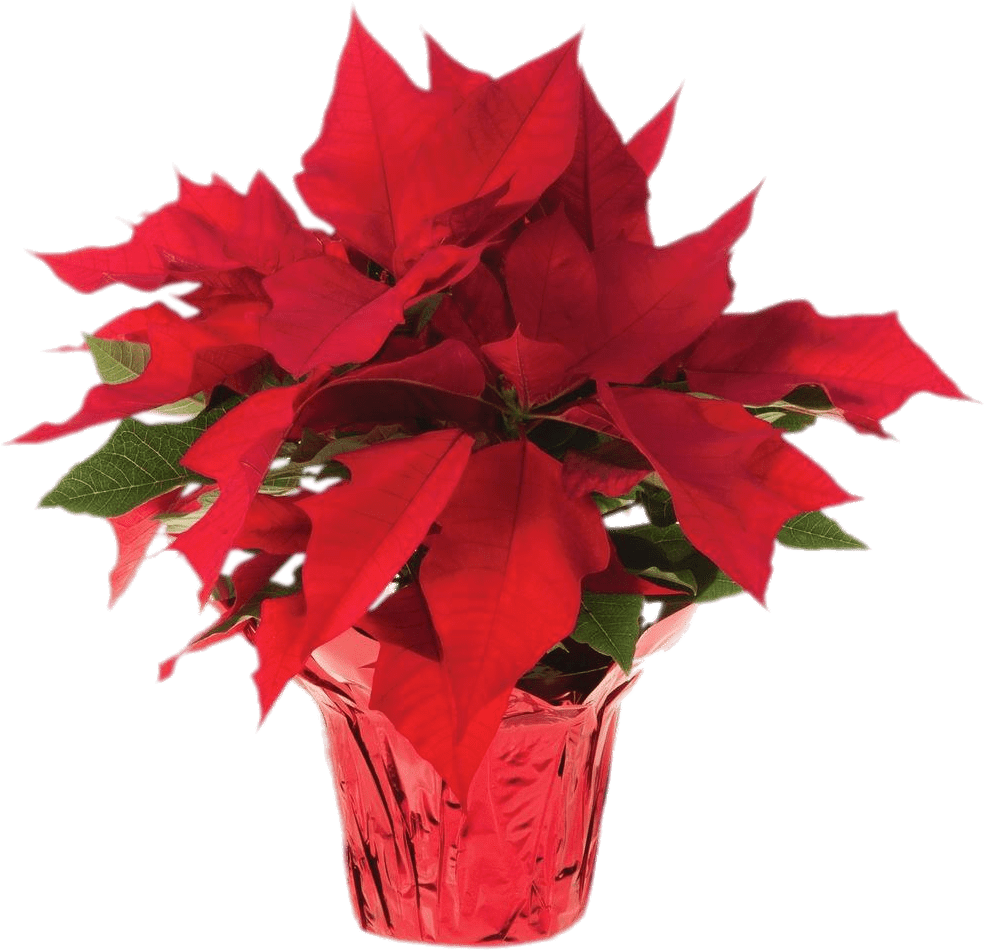 Vector Library Pot Of Transparent Png Stickpng - Poinsettias Png Clipart (1000x1000), Png Download