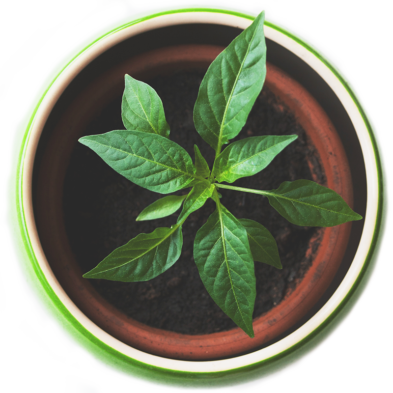 Plant Top View Png Clipart (800x800), Png Download