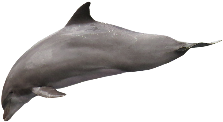 Lumba Lumba Png Clipart (960x587), Png Download