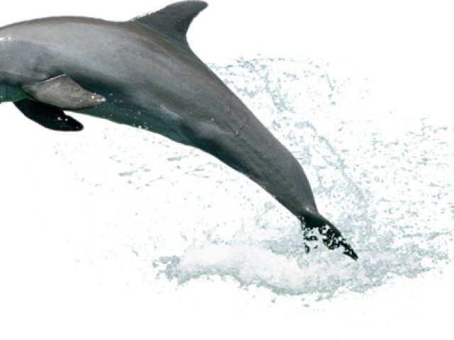 Flipper Series 1964 Clipart (640x480), Png Download