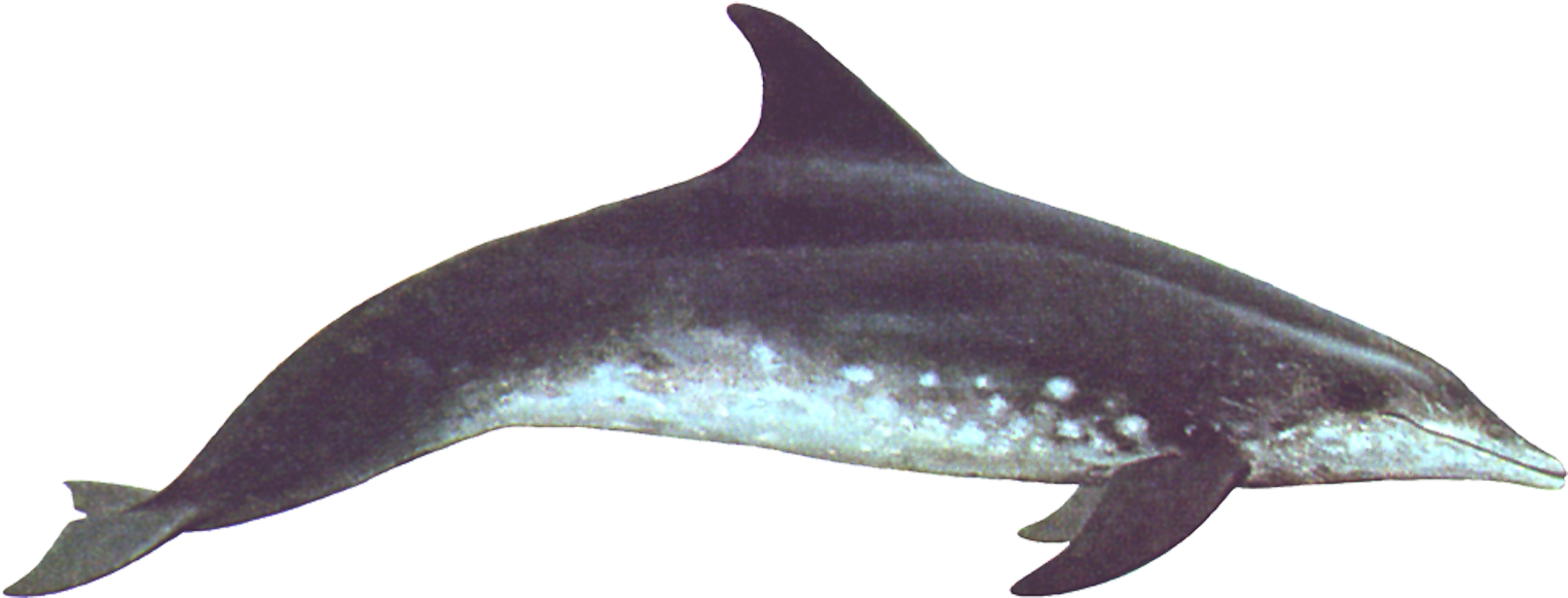 Dolphin Swimming Right Transparent Clipart (1560x636), Png Download