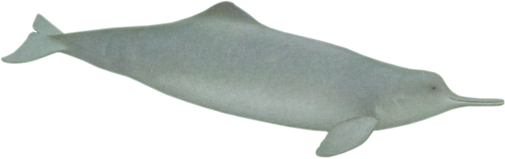 Dolphins Clipart 2 Dolphin - Chinese White Dolphin Png Transparent Png (1825x725), Png Download